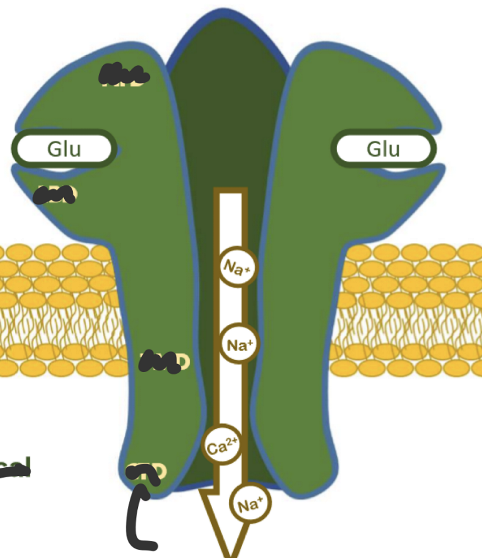 <p>name and locate the receptor domains: NTD, LBD, TMD, CTD</p>