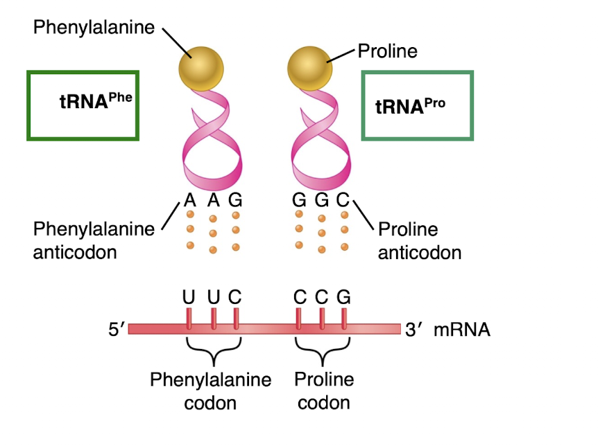 <p>-to the amino acid they carry </p><p>-Anticodons are complementary and antiparallel to the codon </p>