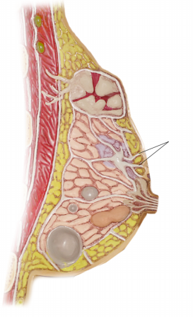 <p><span>Name the structure</span></p>