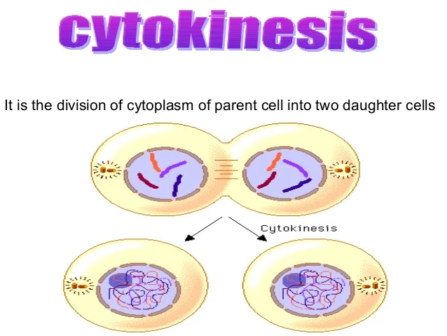 <p>Cytokinesis</p>