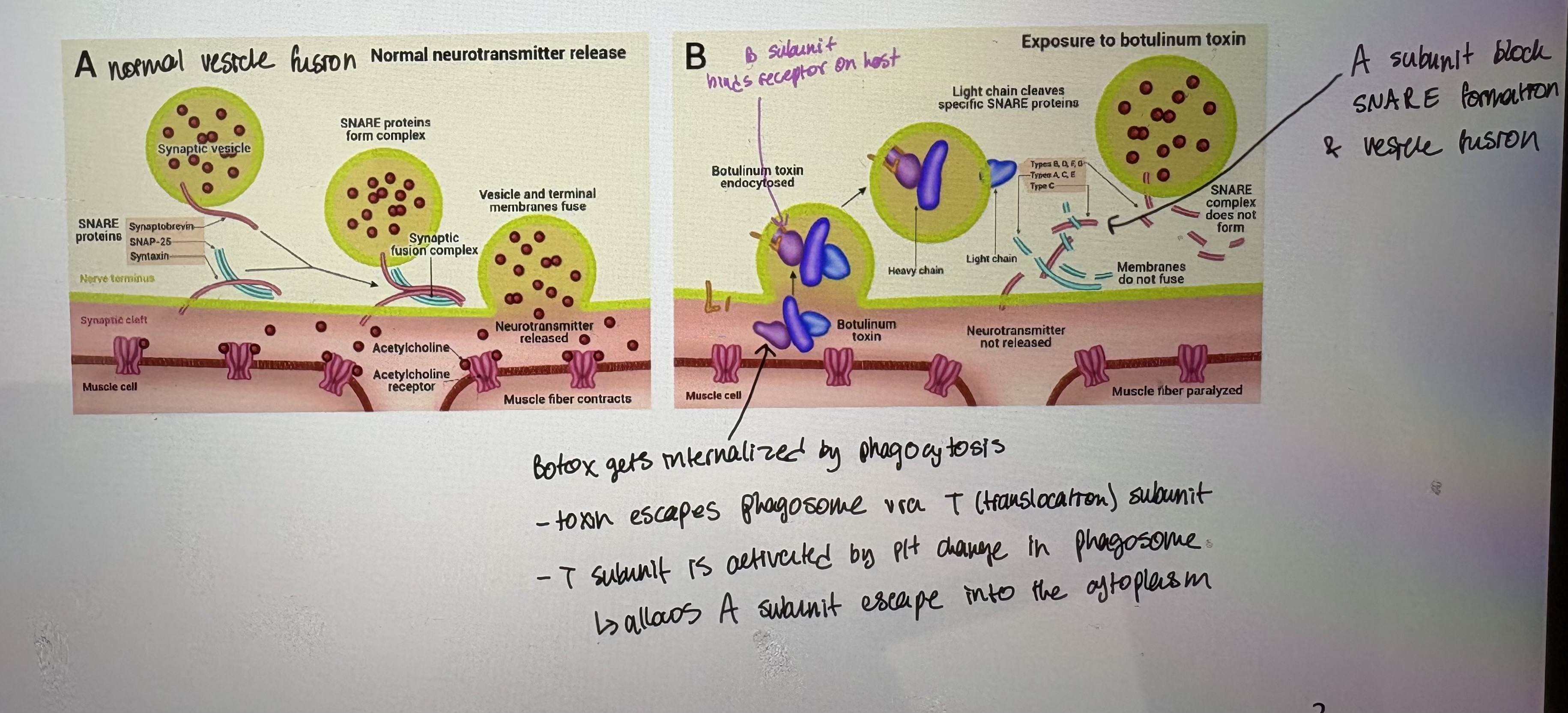 <p>- Produces single peptide chain AB toxins </p><p>- BoNT (Botox) attacks neurons in humans and animals and is responsible for paralytic symptoms </p><p>- Toxin genes likley spread by horizontal gene transfer in pathogenicity islands </p><p>- Toxin binds to neurons & prevents neurotransmitter vesicle fusion & release of neurotransmitter </p><p>- AB toxin is internalized by the B-subunit binding to the cell</p><p></p>