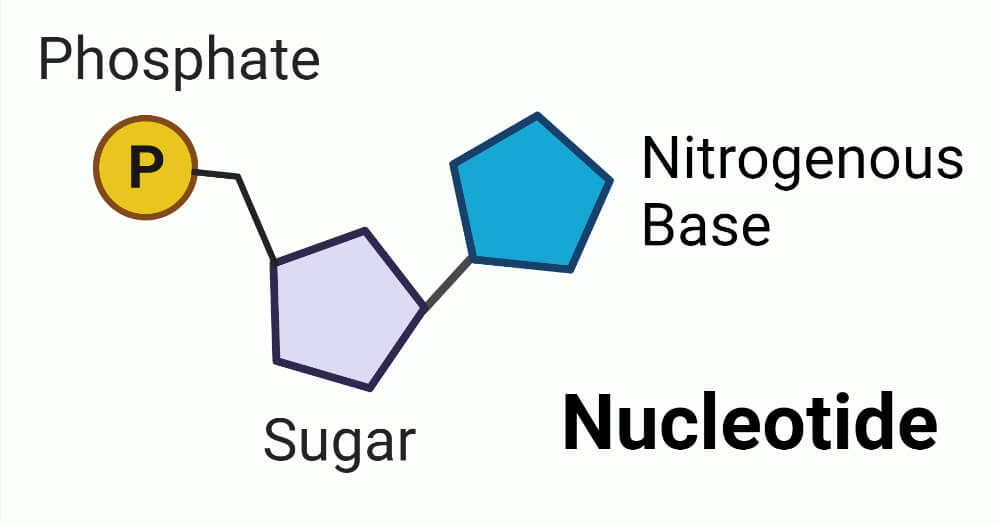 <ul><li><p>Base</p></li><li><p>Sugar (deoxyribose)</p></li><li><p>Phosphate</p></li></ul><p></p>