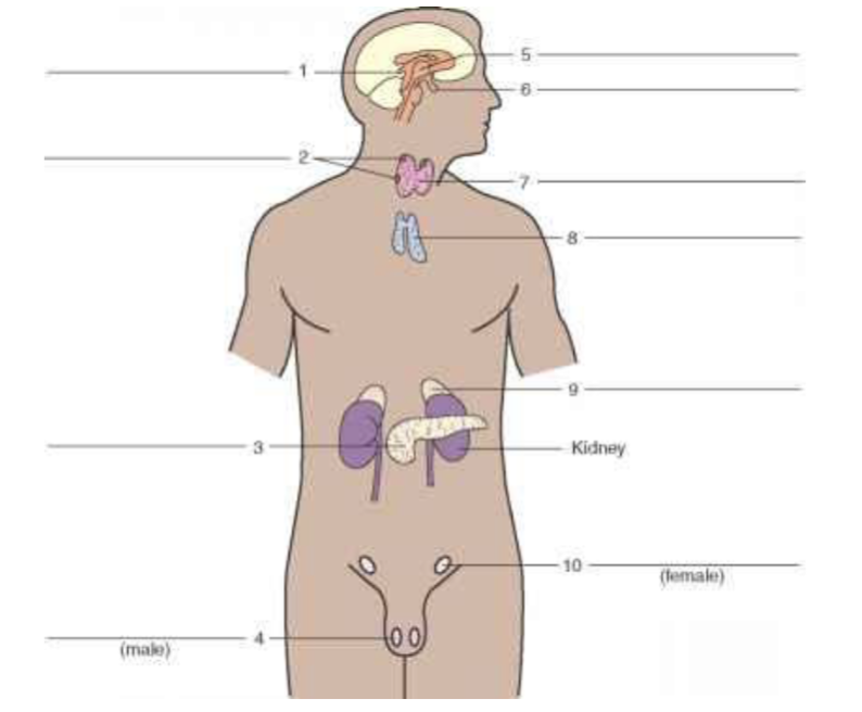 <p><span>Identity organ labeled #1.</span></p>