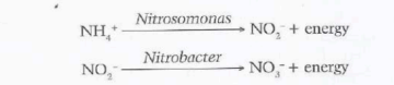 <p>Nitrification is a series of oxidation reactions in which ammonium compounds are converted into nitrates, releasing energy used by bacteria.</p><p>Nitrite-forming bacteria (e.g. <em>Nitrosomonas</em>) convert ammonia (NH₃/NH₄⁺) into nitrites (NO₂⁻). Another group of bacteria (e.g. <em>Nitrobacter</em>) convert nitrites into nitrates (NO₃⁻).</p><p>Nitrates are the main form of nitrogen absorbed by plants. After absorption, they are converted into ammonium and then used to form amino acids, peptides, polypeptides, and proteins.</p>