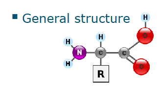 <p>General structure</p><p>Side-chain variability</p><ul><li><p>Electric charge</p></li><li><p>Hydrophobicity</p></li><li><p>Polarity</p></li></ul><p>Basic, hydrophilic, acidicP</p><p></p>