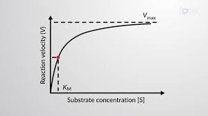 <p>Explain how Km and Vmax indicate enzyme affinity for a substrate.</p>
