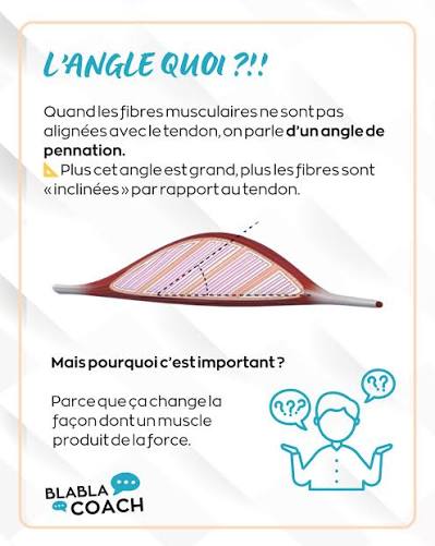 <p><span><span>L’</span><strong><span>angle de pennation</span></strong><span> correspond à l’orientation des fibres musculaires par rapport à l’axe longitudinal du muscle.</span></span></p><p><span><strong><u><span>a) Angle de pennation faible</span></u></strong></span></p><ul><li><p><span><span>fibres presque alignées avec la ligne d’action</span></span></p></li><li><p><span><span>peu de fibres</span></span></p></li><li><p><span><span>donc </span><strong><span>moins de force</span></strong></span></p></li><li><p><span><span>mais fibres longues</span></span></p></li><li><p><span><span>donc </span><strong><span>grande excursion</span></strong><span> et </span><strong><span>vitesse élevée</span></strong></span></p></li></ul><p></p><p><span><strong><u><span>b) Angle de pennation important</span></u></strong></span></p><ul><li><p><span><span>fibres plus inclinées</span></span></p></li><li><p><span><span>plus de fibres dans un même volume</span></span></p></li><li><p><span><span>donc </span><strong><span>plus de force</span></strong></span></p></li><li><p><span><span>mais fibres plus courtes</span></span></p></li><li><p><span><span>donc </span><strong><span>excursion plus faible</span></strong><span> et </span><strong><span>vitesse réduite</span></strong></span></p></li></ul><p></p>