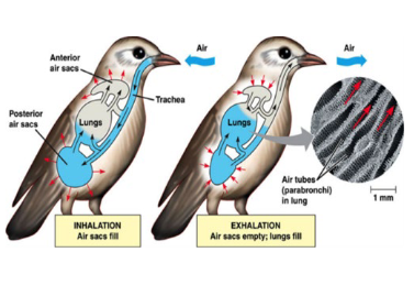 <p>This shows the respiratory system of birds in class Reptilia, they have lungs with _____ which allow gas exchange with both inhalation and exhalation.</p>