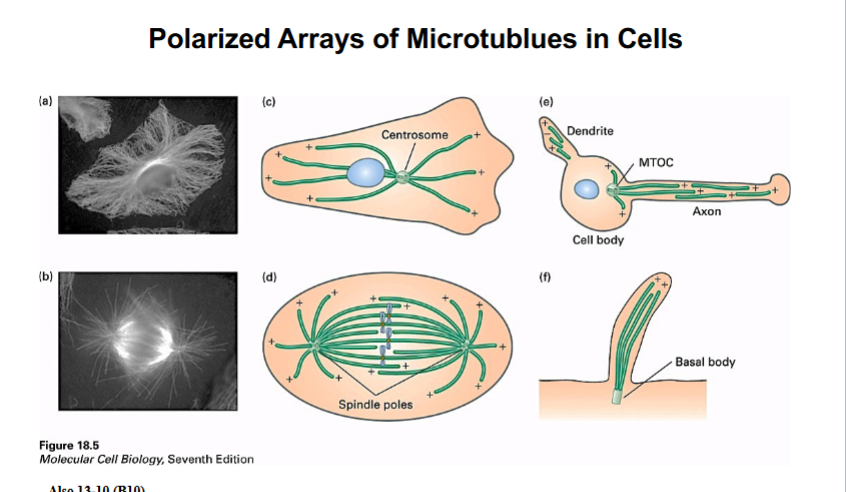 <p><span style="background-color: transparent;"><strong>Polarized Arrays of Microtubules In Cells</strong></span></p>