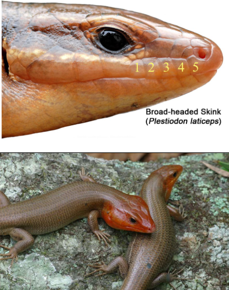 <p>Broad-headed Skink, arboreal, 5 labial scales</p>