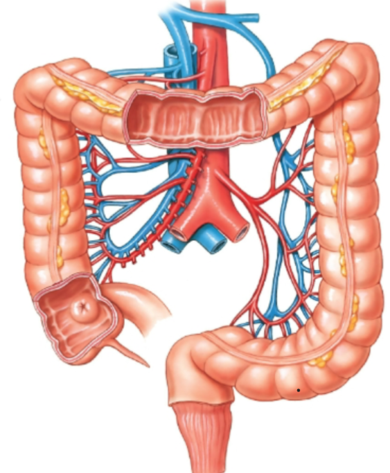 knowt flashcard image
