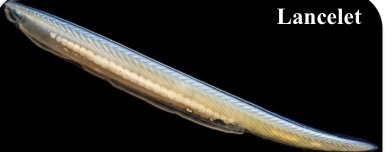 <p>What is the subphylum</p>