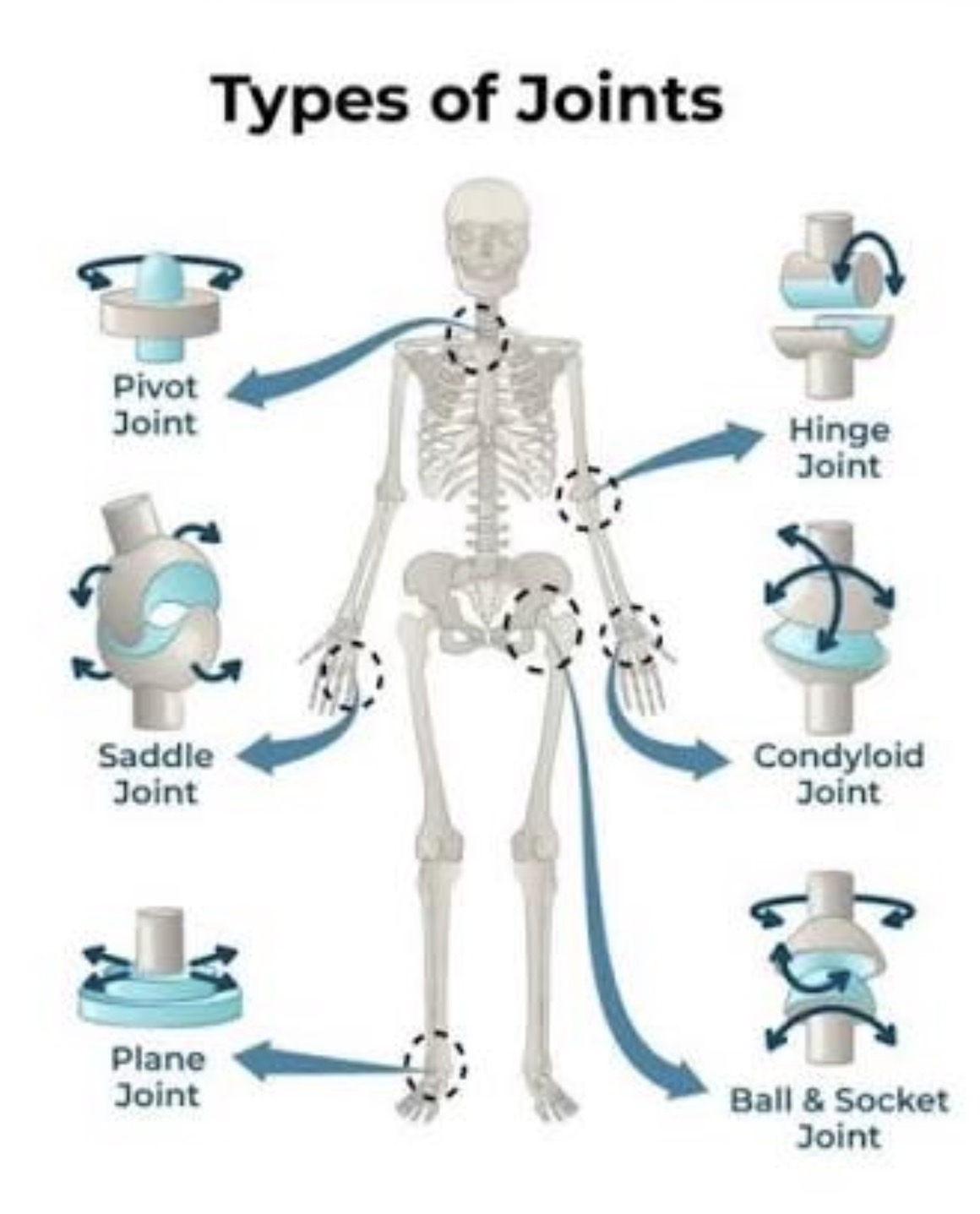 <p>Synovial joints </p>
