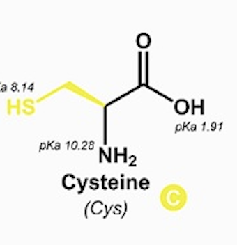 <p>Cysteine (Cys, C)</p>