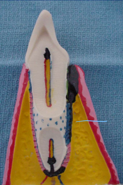 <p>This portion of the ligament is the </p>