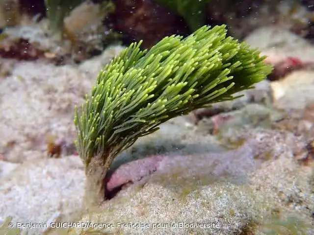 <p>Shaving Brush Algae</p>