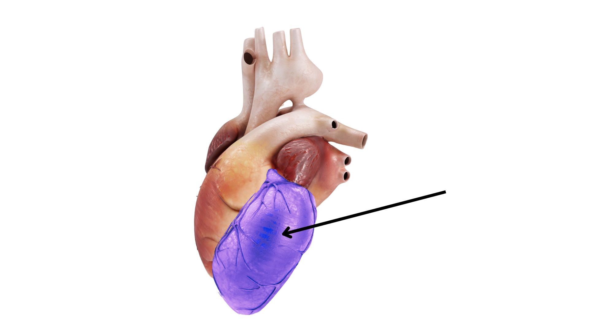<p><span>What is the highlighted structure on the heart model below? [structure]</span></p>