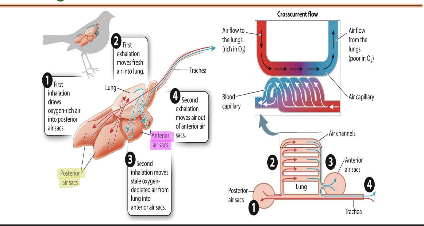 <ul><li><p><span style="background-color: inherit; line-height: 19.55px; color: windowtext;">Birds inhale air -> air first goes to posterior air sac -> Contraction of flight muscles contract -> compresses air sac -> pushes fresh air into lung</span><span style="line-height: 19.55px; color: windowtext;">&nbsp;</span></p></li><li><p class="Paragraph SCXO156712220 BCX0" style="text-align: left;"><span style="background-color: inherit; line-height: 19.55px; color: windowtext;">In lungs gas exchange takes place -> deoxygenated air goes into anterior air sac -> contraction of flight muscles -> compression of anterior pushes deoxygenated air out of body through trachea and mouth</span><span style="line-height: 19.55px; color: windowtext;">&nbsp;</span></p></li></ul><p></p>