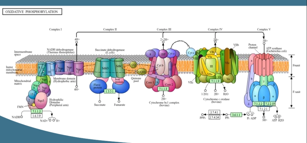 <ul><li><p>using N’s reduction potential in order to do things in the cell</p></li><li><p>using to pump H+ out to create an electrochemical gradient, which it can couple movement in to balance - with ATP production to do cell work</p></li><li><p>classic oxidative phosphorylation system (electron transfer chain). combinations of proteins accept and donate protons. either taking or releasing e, but both pumping protons either way, along each step</p></li><li><p>proteins involved, complex I-V. I-IV responsible for transferring e, complex V repsonsible for ATP production coupled with H+ movement</p></li><li><p>entire metabolisms built around trying to make energy from nitirifaction &amp; denitification, to make ATP via the e transfered with N</p></li></ul><p></p>