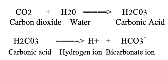 <ul><li><p>Carbon dioxide is being continually produced during cellular metabolism. </p></li><li><p>As carbon dioxide is formed in body fluids, some of it reacts with body water to form carbonic acid, which releases hydrogen ions. </p></li><li><p>The hydrogen ions then tend to lower body fluid pH and stimulate respiration.</p></li><li><p>these reactions are reversible, so hydrogen ions may be removed<br>from body fluids by combining them with bicarbonate ions to form carbonic acid, breaking down carbonic acid to water and carbon dioxide, and then exhaling the carbon dioxide</p></li><li><p>Normally the lungs eliminate carbon dioxide at the same rate as it is being produced by cells. Under such conditions, the above reaction sequence is at equilibrium, and no net change in hydrogen ion concentration occurs</p></li></ul><p></p>