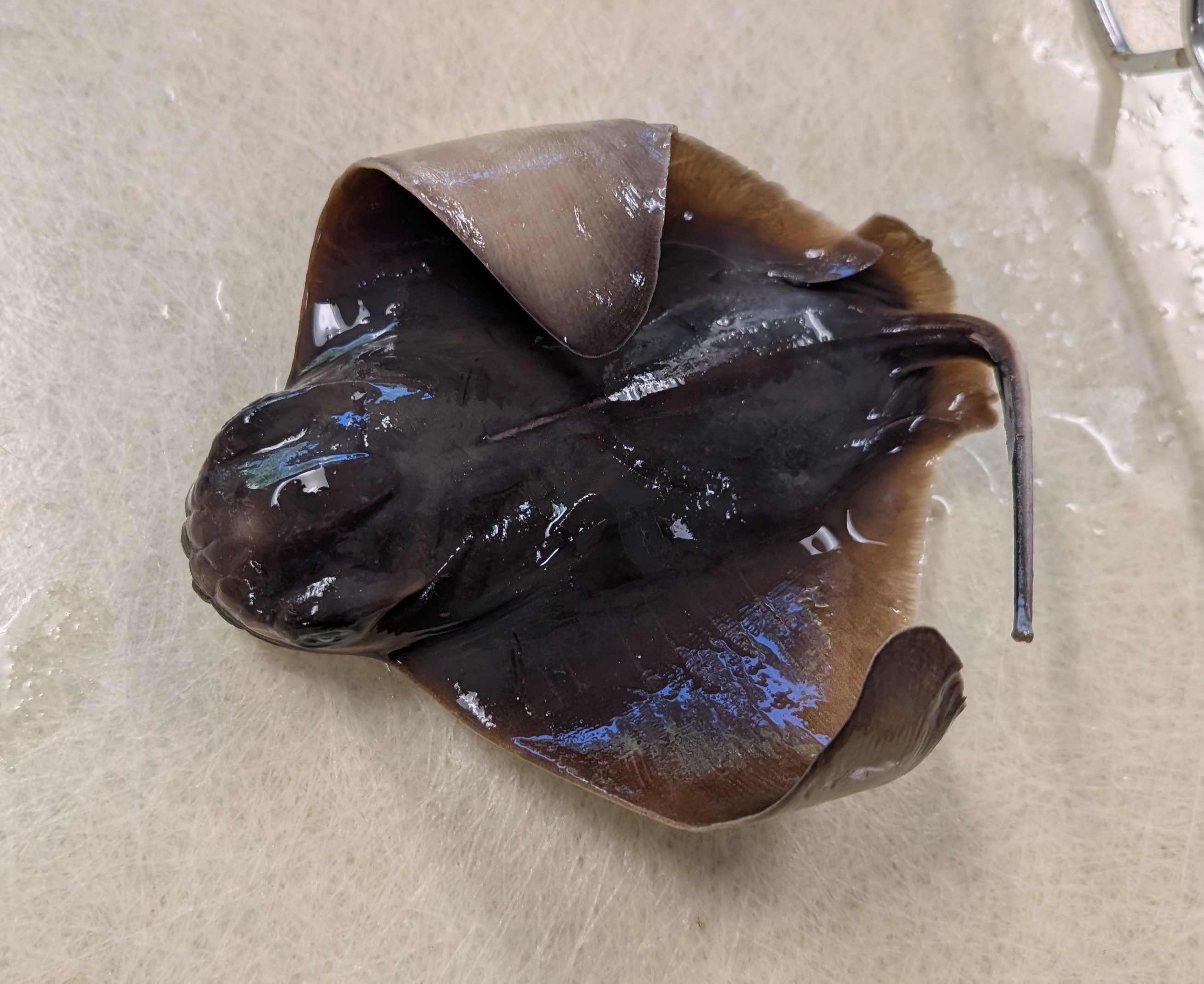 <p>more prominent thick head, dark dorsal side, pointed wings</p>