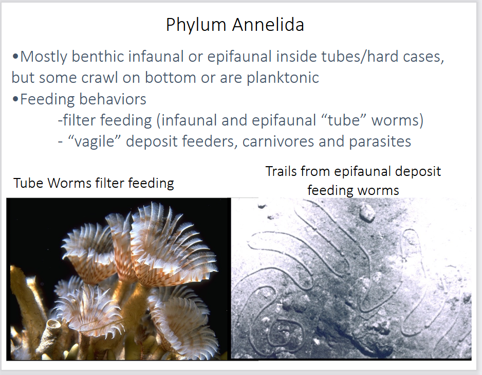 <p>-filter feeding (infaunal and epifaunal tube worms)</p><p>-“vagile” deposit feeders, carnivores and parasites</p>