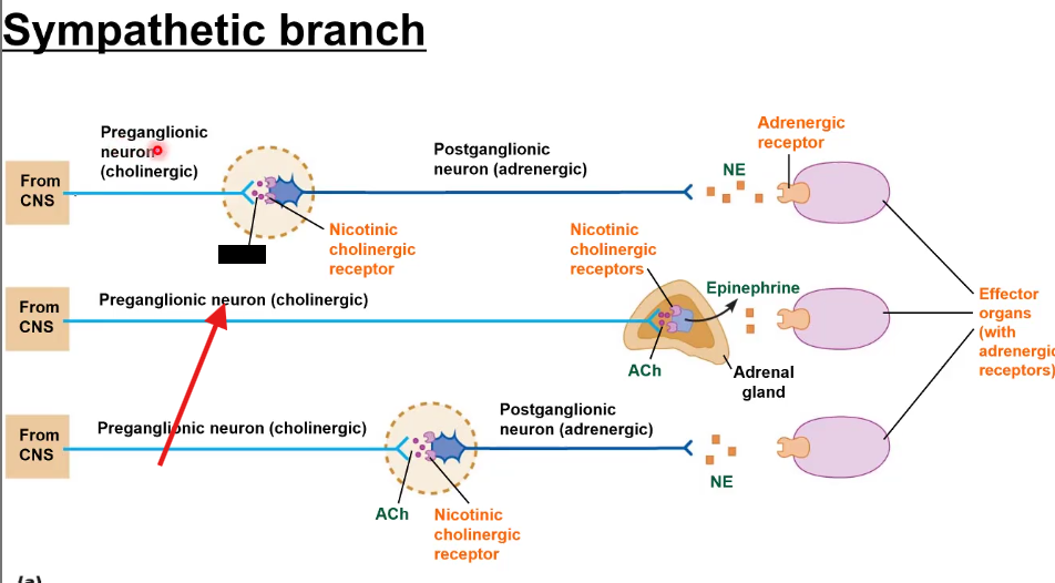 <p>Preganglionic neurons release a neurotransmitter called</p>