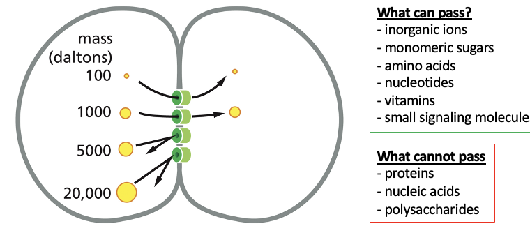 <p><strong><u>CAN</u></strong></p><ul><li><p>inorganic ions </p></li><li><p>monomeric sugars</p></li><li><p>amino acids</p></li><li><p>nucleotides</p></li><li><p>vitamins</p></li><li><p>small signaling molecules</p></li></ul><p><strong><u>CANNOT</u></strong></p><ul><li><p>proteins</p></li><li><p>nucleic acids</p></li><li><p>polysaccharides</p></li></ul><p></p>
