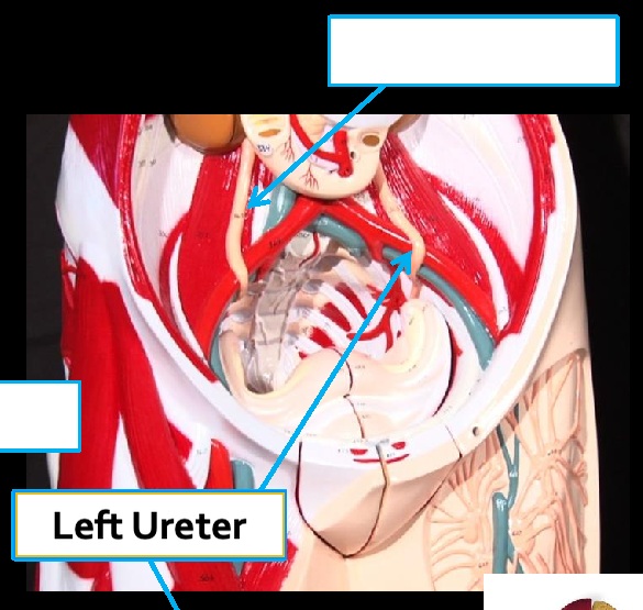 <p>Structure: Left ureter</p><p>System: Urinary</p><p>Function: Conduit for urine.</p>