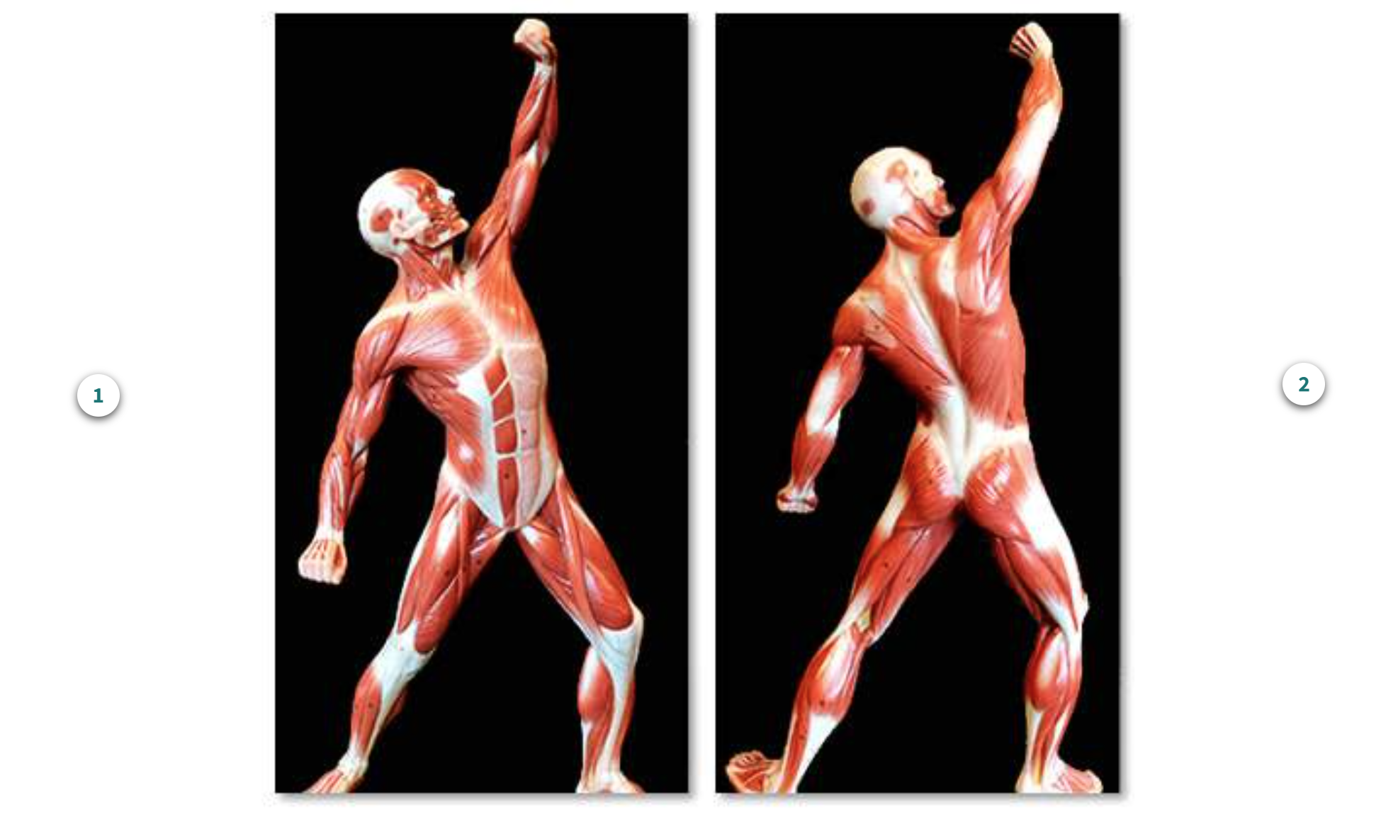 <p>What view of the muscleman is #1?</p>