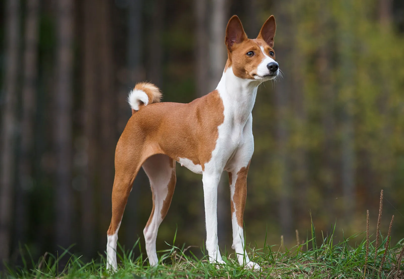 <p>Basenji</p>
