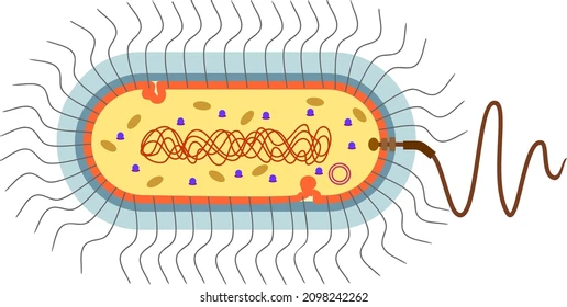 <p>Membrane that surrounds certain bacteria</p>