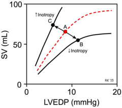 <p>shifts up</p>