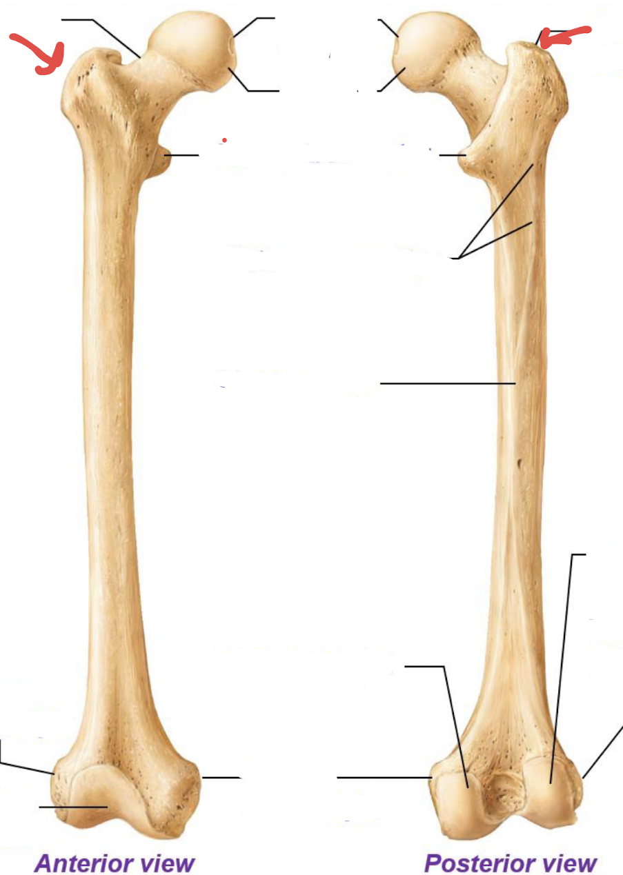 <p>what is this part of the femur?</p>