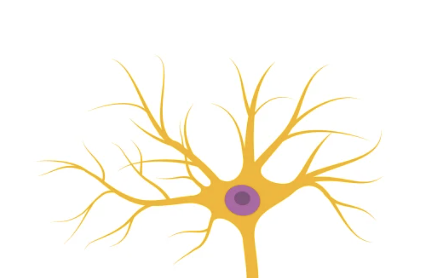 <p>Dendrites</p>