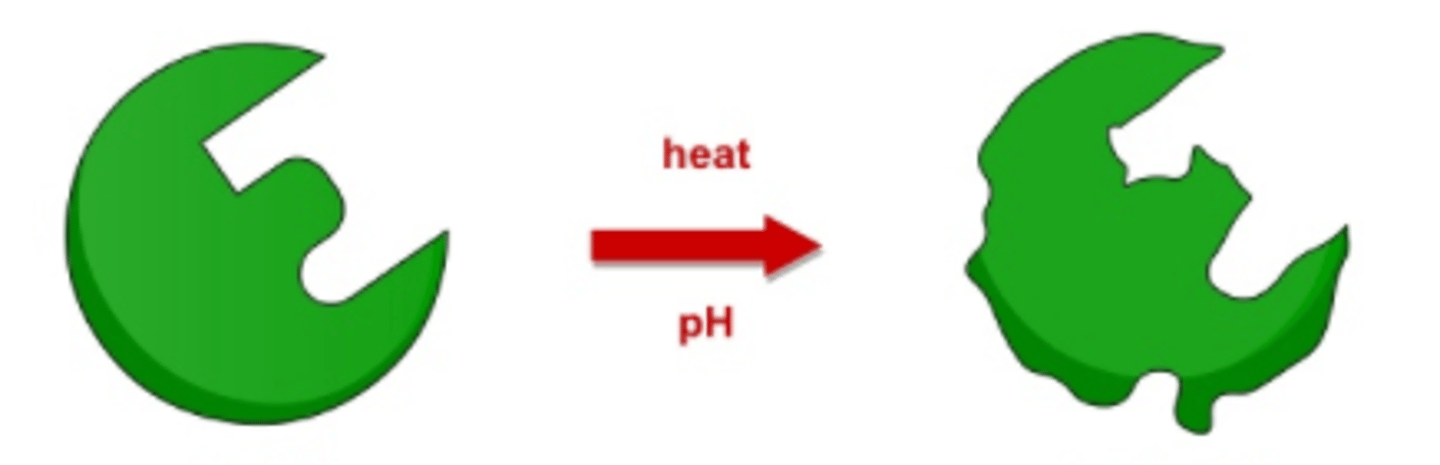 <p>Where an enzyme, due to heat or pH, has its active site permanently altered so that substrates can no longer 'fit' the active site, and the biological reaction stops.</p>