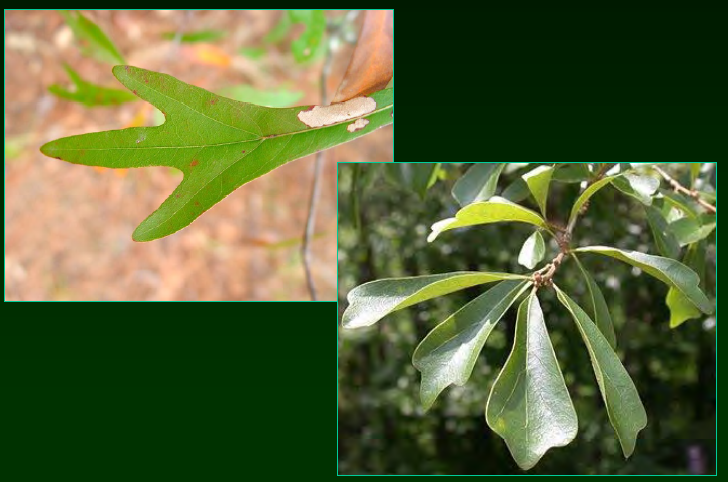 <p>•</p><p>Leaf shape highly variable</p><p>•</p><p>Bottomlands but can grow most places</p><p>•</p><p>Key Characters:</p><p>•</p><p>Semi-evergreen to deciduous</p><p>•</p><p>Acute leaf base</p><p>•</p><p>Spatulate leaves</p><p>•</p><p>Leaves with 3-lobes (usually)</p>