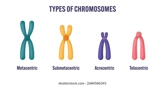 <ul><li><p>Based on centromere position and length of short (p) and long (q arms </p></li><li><p><strong>M</strong>y <strong>S</strong>ister <strong>A</strong>lways <strong>T</strong>alks </p></li></ul><p><span><strong>Metacentric:</strong></span> Central centromere (p + q roughly equal)</p><p><span><strong>Submetacentric:</strong></span> Centromere slightly off centre (p arm shorter)</p><p><span><strong>Acrocentric:</strong></span> Centromere severely offset (p arm very short)</p><p><span><strong>Telocentric:</strong></span> Terminally located centromere (lacking p arm)</p><p></p>