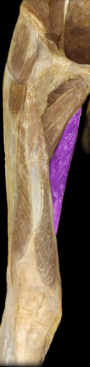 <p>hip adduction, extension</p>