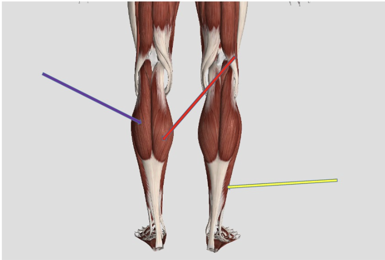 <p><span>Identify the muscle at the tip of the yellow arrow</span></p>
