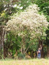 <p>Native to the Philippines and widely distributed across tropical Asia; conservation status: not endangered. Most easily identified by its long-stalked, “spidery” pale cream flowers with long purple stamens that give a highly distinctive airy, dangling floral display.</p><p>A small to medium deciduous tree typically growing 5–15 meters tall, occasionally up to 20 meters, with an open, rounded to irregular crown about 5–12 meters wide. Trunk is 0.2–0.6 meters in diameter with gray to brown bark that becomes slightly fissured with age. It develops a moderate taproot with lateral roots adapted to moist and riparian soils. Branching begins above human height, forming a light, open canopy. Leaves are compound with three leaflets (trifoliate), each ovate to elliptic, about 5–15 cm long, smooth-margined, with pinnate venation. Flowers are pale greenish-white to cream, borne in terminal clusters on long stalks with prominent purple stamens. Fruits are round to ovoid berries (3–6 cm), turning yellowish when ripe, containing multiple seeds and dispersed by animals.</p><p>Used in traditional medicine (bark and leaves), light rural timber, and ecological riverbank planting. No significant toxicity widely reported, though medicinal use should be cautious. In landscape applications, it is best suited for riparian zones, naturalistic parks, and ecological gardens where its unique floral structure and moisture tolerance can be appreciated; not ideal for formal streetscapes due to its open canopy, seasonal leaf drop, and relatively light shade production.</p>
