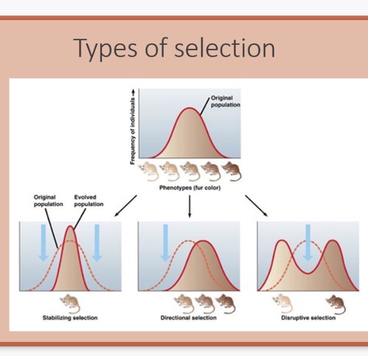 <ol><li><p>Selection is the process by which organisms that are better adapted to their environment tend to survive and breed, while those that are less well adapted tend not to</p></li><li><p>Directional selection:</p><p>• Where selection favours individuals that vary in one direction from the mean of the population</p><p>Stabilising selection:</p><p>• Selection may favour average individuals. (This preserves the characteristics of a population)</p><p>Disruptive(diversifying) selection:</p><p>a type of natural selection that favors individuals with traits at both extremes of a distribution.</p></li><li><p>Polygenetic</p></li><li><p>Environment</p></li><li><p>Mean</p></li><li><p>Distribution</p></li><li><p>Shape</p></li></ol><p></p>