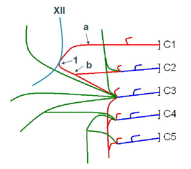 <p>Plexus cervicalis</p>