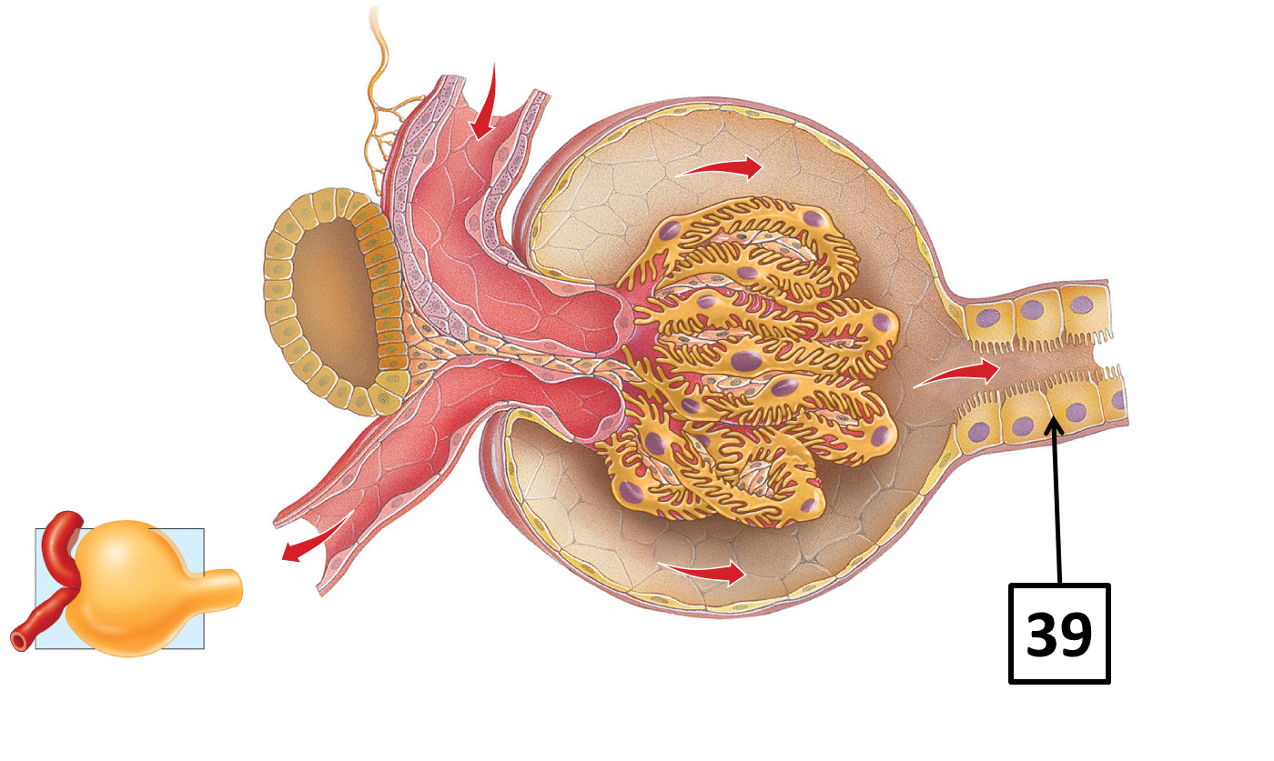 <p>Name, function, and cell type </p>