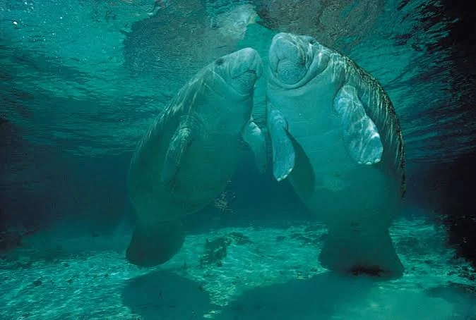 <p>characteristics of manatees</p>