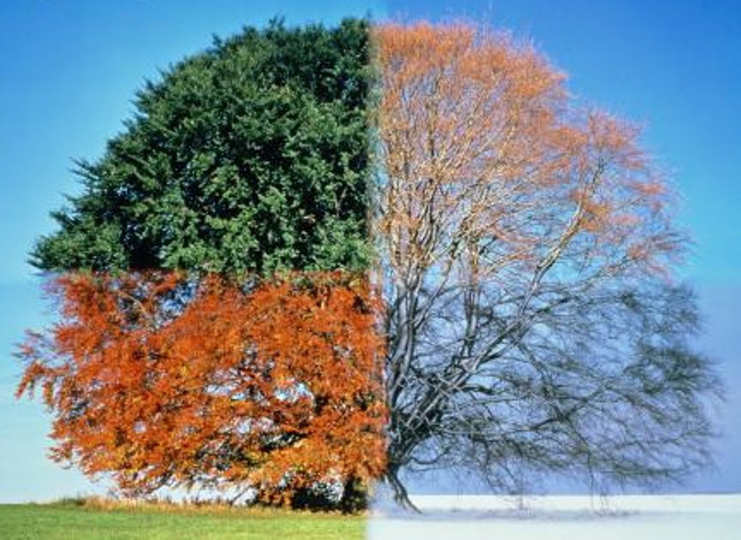 <p>season</p>