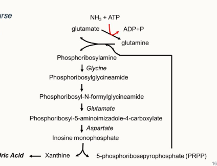 <ul><li><p>uric acid is produced</p></li><li><p>requires more energy - 3.75ATP/N atom</p></li></ul><p></p>