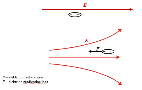 <ul><li><p>dipolinės dalelės <strong>ne tik orientuojasi</strong>,</p></li><li><p>bet ir <strong>judės stipresnio elektrinio lauko kryptimi</strong>.</p></li></ul><p></p>