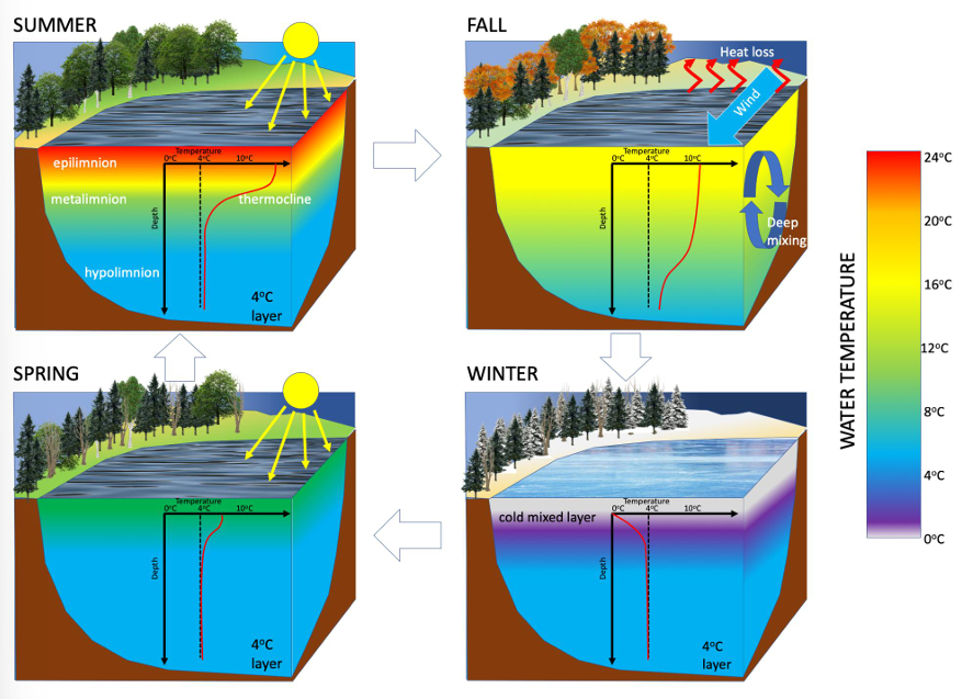 <p>“buffered” from terrestrial changes </p><ul><li><p>further ↓ → warmer </p><ul><li><p>frost line </p></li></ul></li><li><p>water conditions vary across seasons </p><ul><li><p>dpn on geography </p></li></ul></li></ul><p></p>