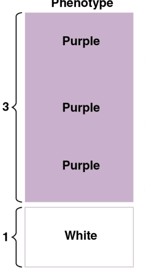 <p>Phenotype</p>
